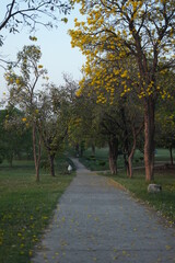 Fototapeta na wymiar park with yellow trees and sky