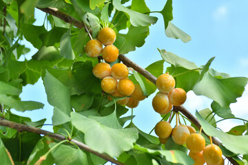 ギンナン　イチョウの実　青空