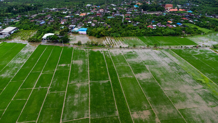 Aerial view of paddy fields or agricultural areas affected by rainy season floods. Top view of a...
