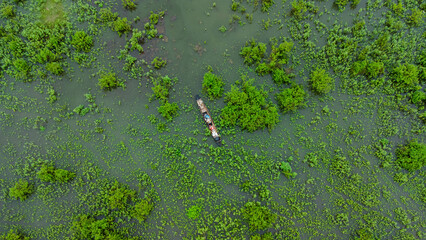 Aerial view of a longtail boat in a green meadow is affected by flooding in the rainy season. Top view of the river flowing after heavy rain and flooding of fields or grazing in rural. Climate change