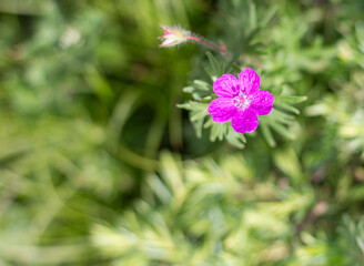 Fototapeta premium summer-spring mood, natural mountain park, flowering plants in the bosom of nature on a sunny day.*