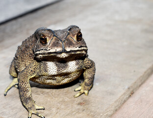 frog sitting on a stone