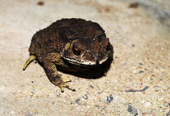 frog sitting on the ground