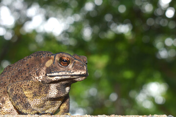 close up of a toad