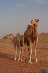A Camel With Her Calf