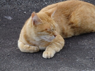 路上で眠る野良猫