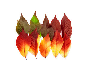 Autumn square pattern of fall leaves isolated on white background, red yellow green gradient colors, flat lay fallen seasonal leaves. Top view colored foliage, autumn tones and textures