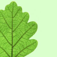 Close up autumn oak leaf with natural texture on light green background. Natural fresh autumn leaf, minimal nature card, monochrome macro of autumnal foliage. Seasonal fall leaves