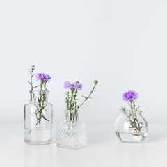Minimal floral composition, violet flower bushy aster in glass vases, aesthetic blossoms on table. Autumn still life with light background, minimal trend botanical design, copy space