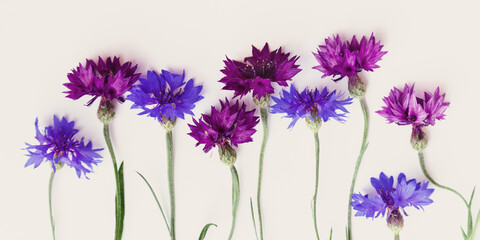 Flat lay with natural flowers of cornflower on white background. Spring, summer holiday card, postcard, invitation. Minimal floral composition. Top view nature aesthetic fon with blooms