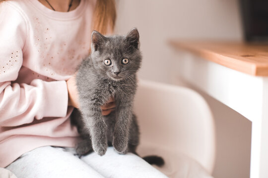 Kid gir holding little kitten at home