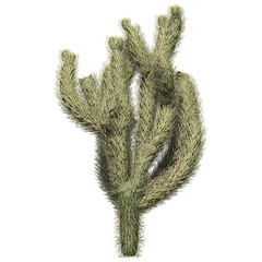 Cholla Cactus Plant - Isolated Front View