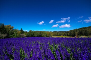 Fototapeta premium 美しいサルビアのお花畑