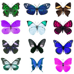 Obraz na płótnie Canvas colorful butterfly isolated