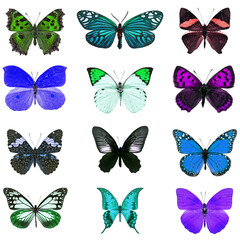 Fototapeta na wymiar colorful butterfly isolated