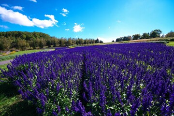 Fototapeta premium 美しいサルビアのお花畑