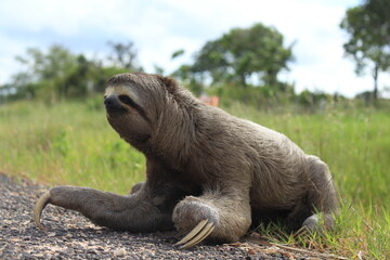 Bolivian sloth in the department of Santa Cruz - obrazy, fototapety, plakaty