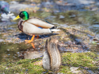 A rear view of a squirrel in grey winter coat against the fallen leaves background. The magnificent tail of a squirrel.