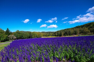 美しいサルビアのお花畑