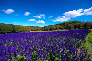 Naklejka premium 美しいサルビアのお花畑