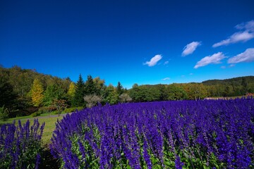 Fototapeta premium 美しいサルビアのお花畑