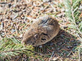 A closeup of a Common vole, Microtus arvalis, on the ground with a blurry background
