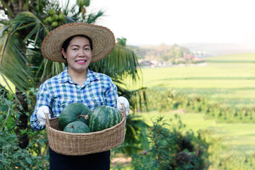 Asian woman gardener holds basket of watermelon fruits in garden. Concept : Agriculture crop in Thailand. Thai farmers grow  watermelons for sell as family business or share to neigh. Organic crops. 