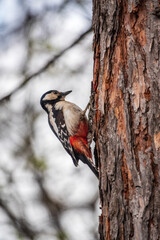 Little woodpecker sits on a tree trunk. The great spotted woodpecker, Dendrocopos major