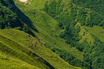 Herd of sheep on the mountainside