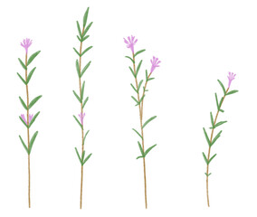 Watercolor thyme isolated illustration on white background. Floral hand draw illustration for design. Wildflower thyme flower in a watercolor style. Aquarelle wild flower for wrapping paper