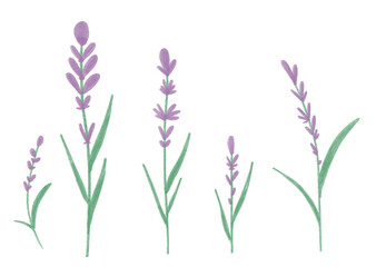 Fototapeta na wymiar Watercolor lavender isolated illustration on white background. Floral hand draw illustration for design. Wildflower lavender flower in a watercolor style. Aquarelle wild flower for background, texture