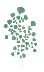 Watercolor eucalyptus isolated illustration on white background. Forest wildlife plant. For design and textile