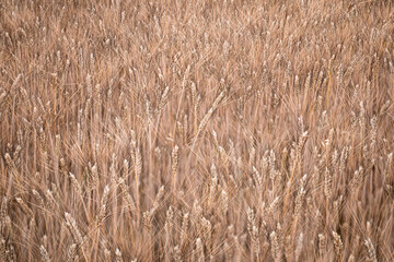Closeup barley growing on field focused on tips of ears with dark bristles by tilt of sharpness plane creating in whole view structure background seamless wallpaper