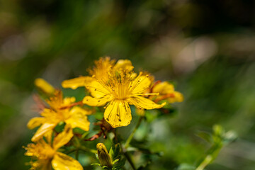 Hypericum perforatum flower in meadow	