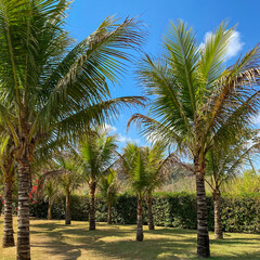 palm trees on the beach