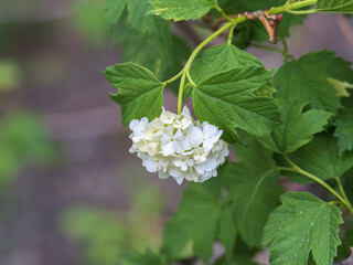 Lush white flowers of viburnum roseum with blurred background..