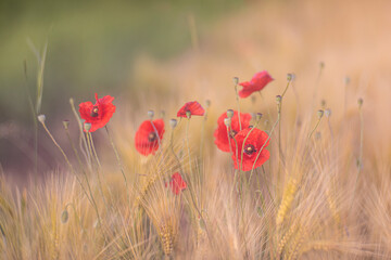 Close up of red poppies in cereal field illuminated in backlit by low lying sun just before sunset / after sun rise