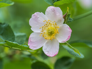 Flowering rosehip bush on a sunny summer day, close-up. Delicately white flowers on a branch of rose hips.