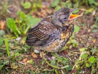 A fieldfare chick, Turdus pilaris, has left the nest and sitting on the spring lawn. A fieldfare...