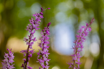 Fototapeta premium Orchis mascula flower growing in meadow, close up 