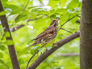 Wood bird Redwing, Turdus iliacus, sits on tree branch