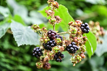 Fresh blackberries (Rubus sect. Rubus) hanging as fruit on a green bush in summer