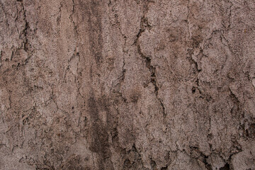 Closeup of background structure of a weathered wooden surface dried light timber without bark.