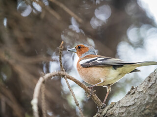 Common chaffinch, Fringilla coelebs, sits on a branch in spring on green background. Common chaffinch in wildlife.