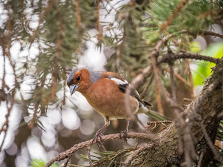Common chaffinch, Fringilla coelebs, sits on a branch in spring on green background. Common chaffinch in wildlife.