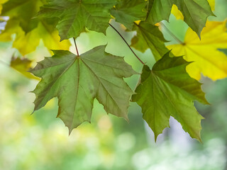 Spring branches of maple tree with fresh green leaves