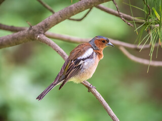 Common chaffinch, Fringilla coelebs, sits on a branch in spring on green background. Common chaffinch in wildlife.