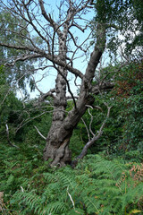 Shorne Woods Country Park, Shorne, England / markierte Wege in 116 ha großem Park mit Wald, Seen, Feuchtgebieten und Wiesen.