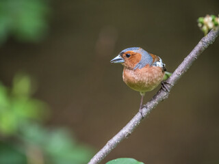 Common chaffinch, Fringilla coelebs, sits on a branch in spring on green background. Common chaffinch in wildlife.