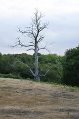 Obraz premium Shorne Woods Country Park, Shorne, England / markierte Wege in 116 ha großem Park mit Wald, Seen, Feuchtgebieten und Wiesen.